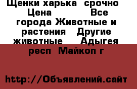 Щенки харька! срочно. › Цена ­ 5 000 - Все города Животные и растения » Другие животные   . Адыгея респ.,Майкоп г.